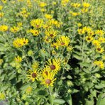Rudbekia plstnatá (Rudbeckia subtomentosa) ´SmileyZ´, výška 10-20 cm - kont. C1L